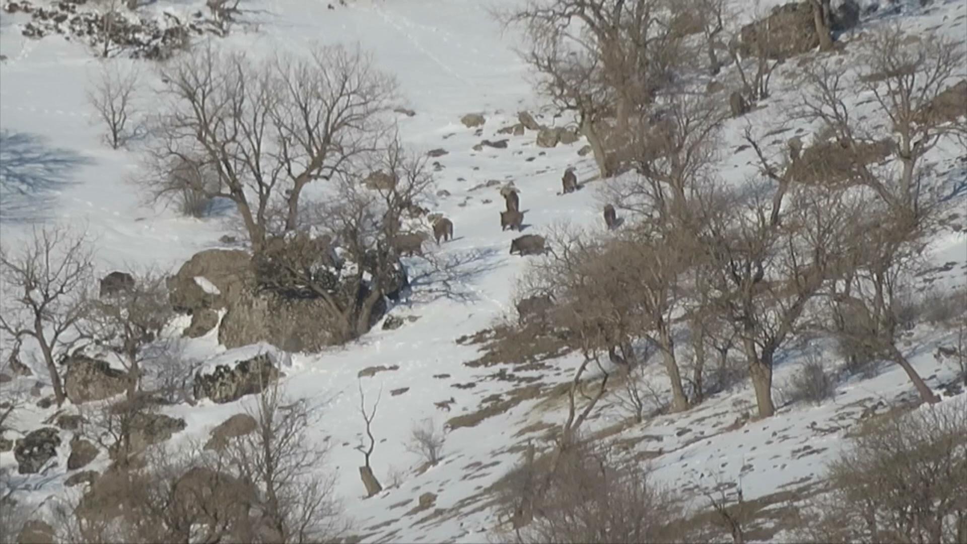 ئاژەڵە کێویییەکانی باڵەکایەتی بۆ خۆراک روو لە ئاوەدانی دەکەن