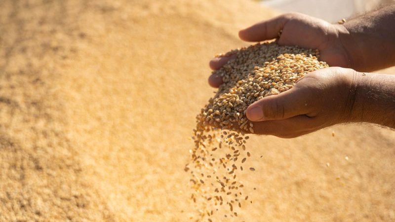 لە سێ پارێزگای عێراق پرۆسەی وەرگرتنی گەنمی جوتیاران دەستیپێکرد