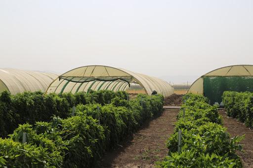 کومەڵەی گەشەپێدانی خانووی پلاستیکی : بڕیارەکەی حکومەتی عێراق تەواوی پێچەوانەی کاری حکومییە