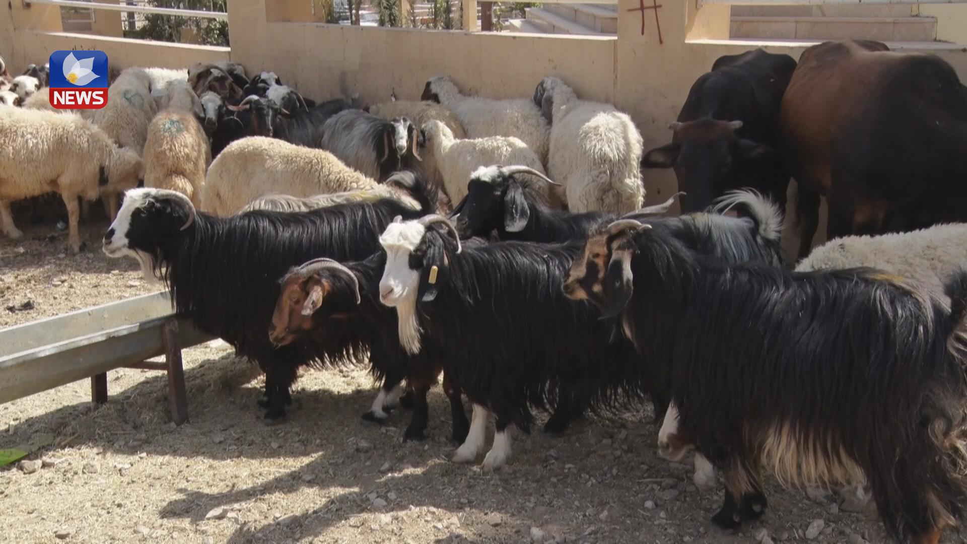 نەبوونی مەیدانی ئاژەڵان گرفتی بۆ خاوەن ئاژەڵەکانی ھەڵەبجە دروستکردووە