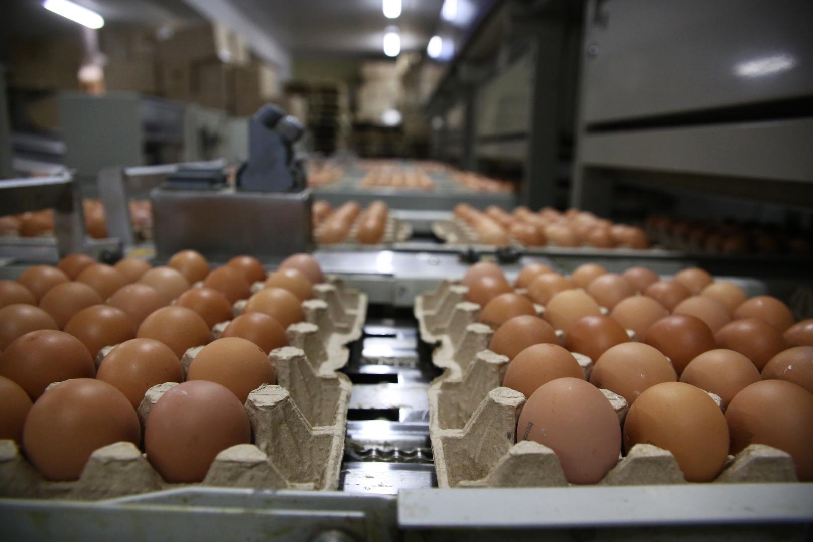 بۆ رێگریکردن لە بەرزبوونەوەی نرخەکەی عێراق ھێلکە ھاوردە دەکات