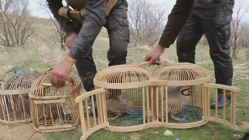 پۆلیسی سلیمانی دەستگیرکردنی سێ کەسی راگەیاند کە کڕین و فرۆشتنیان بە باڵندەی کێوییەوە کردووە