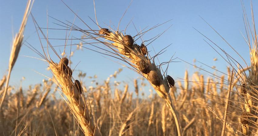 دەرمانی قڕکەری مێروو بۆ جوتیاران دابین دەکرێت