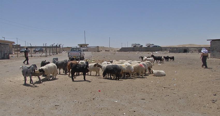 بەھۆی وشکەساڵییەوە ئالیکی ئاژەڵ گران دەبێت