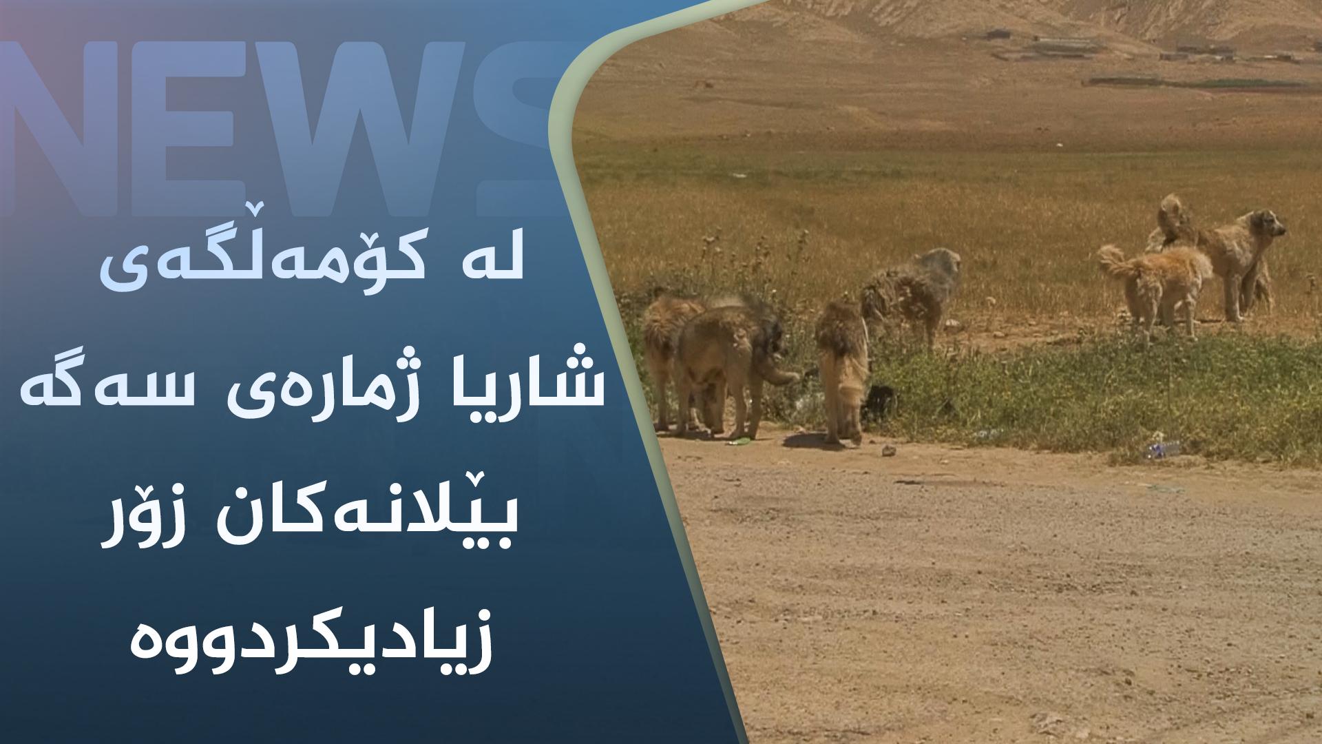 لە کۆمەڵگەی شاریا ژمارەی سەگە بێلانەکان زۆر زیادیکردووە