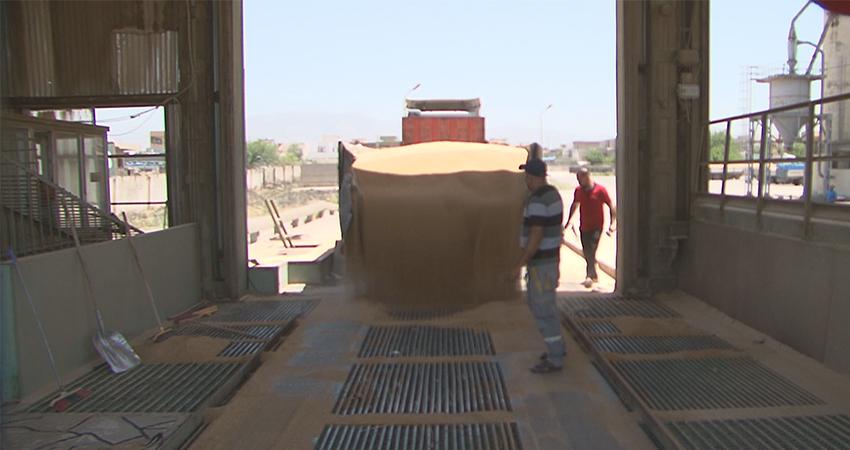 لە سنوری پارێزگای دھۆک دەست بە وەرگرتنی گەنمی جوتیاران کرا