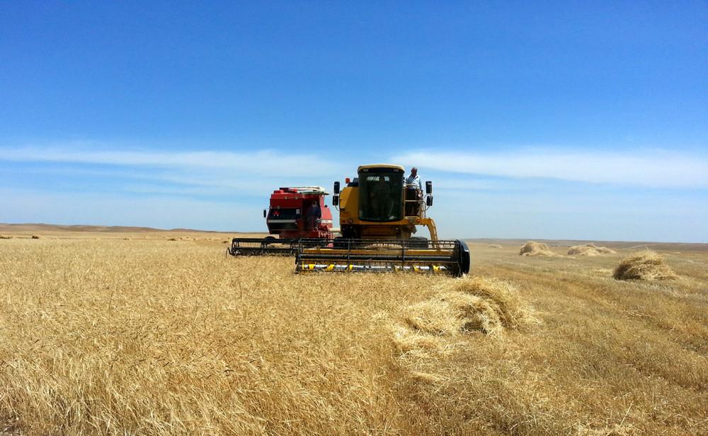 وەزارەتی کشتوکاڵی عێراق: بەرھەمی گەنم کەمدەبێتەوە