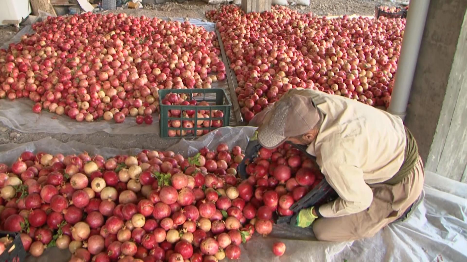 لە ئامێدی دەست بە کۆکردنەوەی بەرھەمی ھەنار کرا