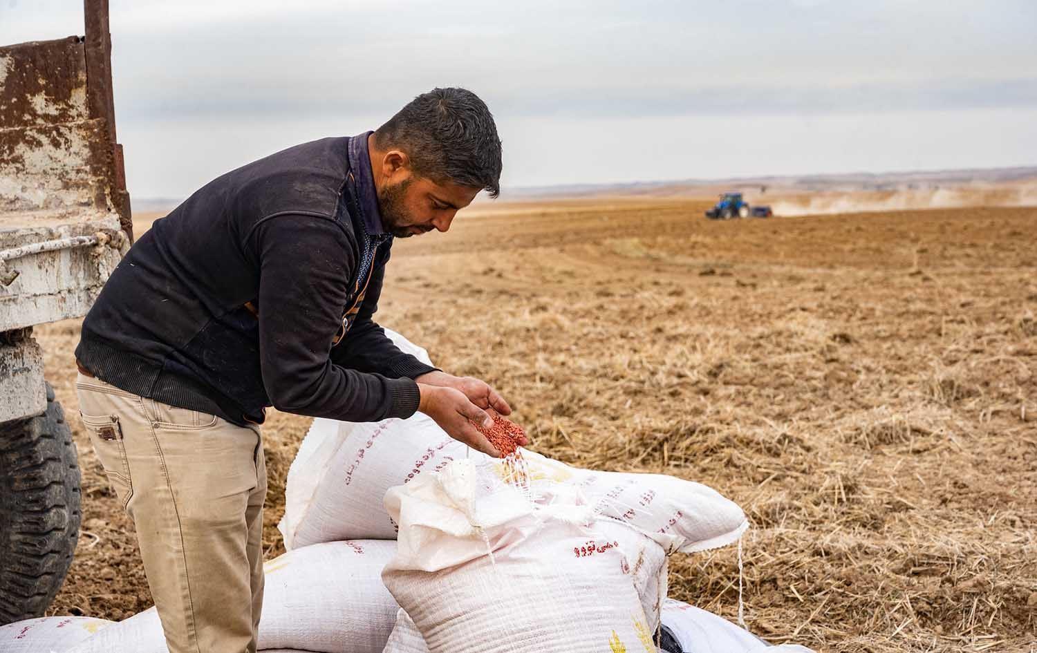 وەزارەتی کشتوکاڵی ھەرێمی کوردستان ھەفتەی داھاتوو بنەتۆوی گەنم دەدات بە جوتیاران
