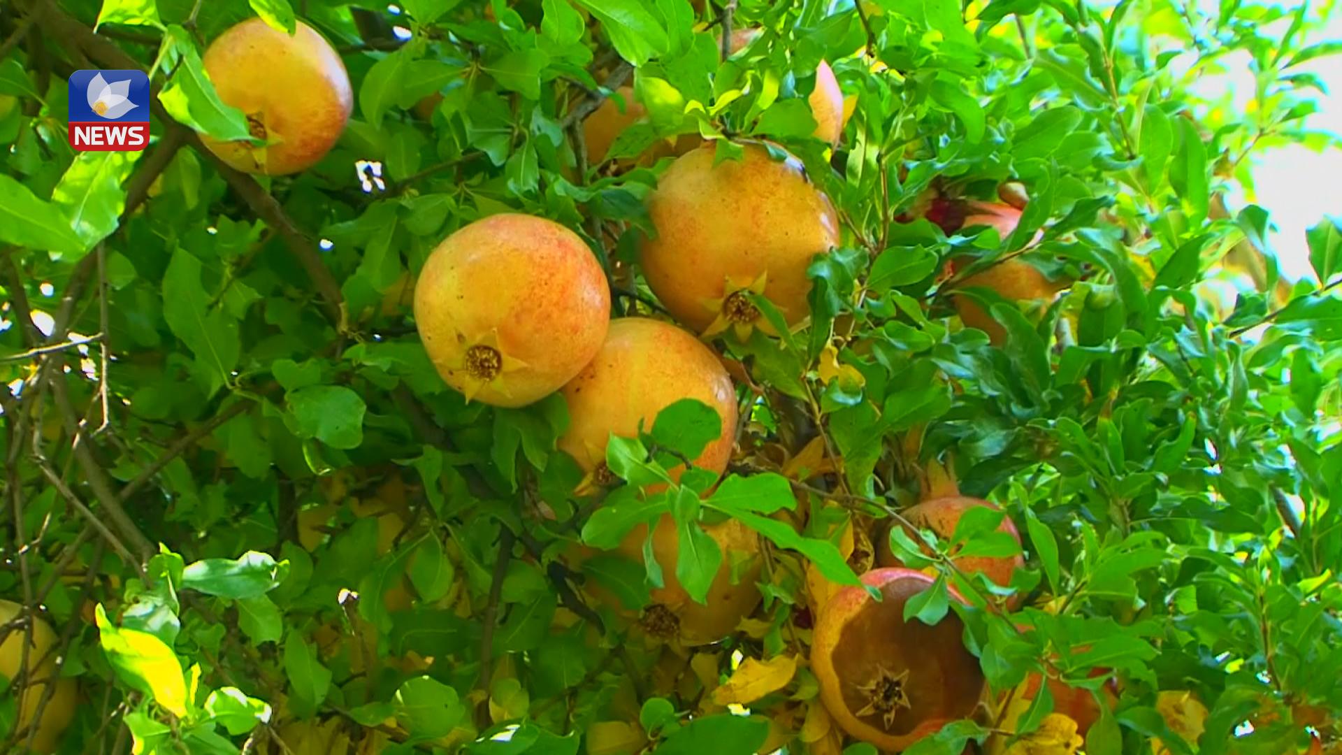 ساڵانە دەیان جۆر بەرھەمی ناوخۆیی لە ئامێدی بەرھەم دەھێندرێت