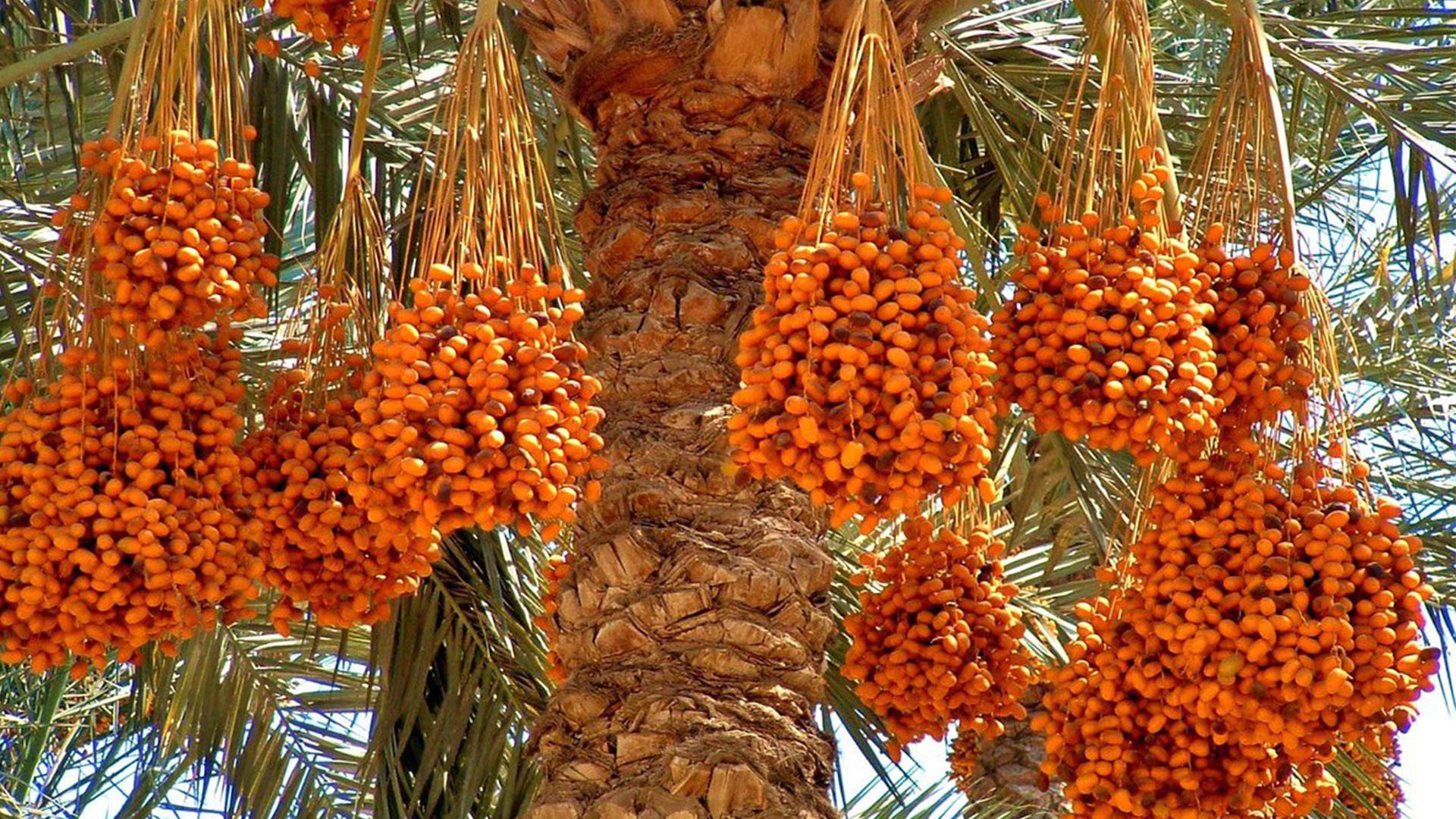 عێراق ساڵی رابردوو ٦٠٠ ھەزار تۆن خورمای ھەناردەکردووە