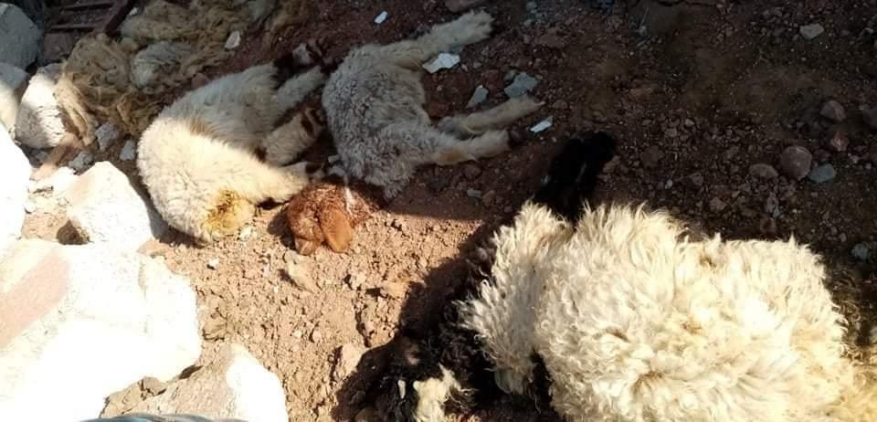 فرۆکە جەنگییەکانی تورکیا بۆردومانی پرۆژەیەکی بەخێوکردنی ئاژەڵ دەکەن