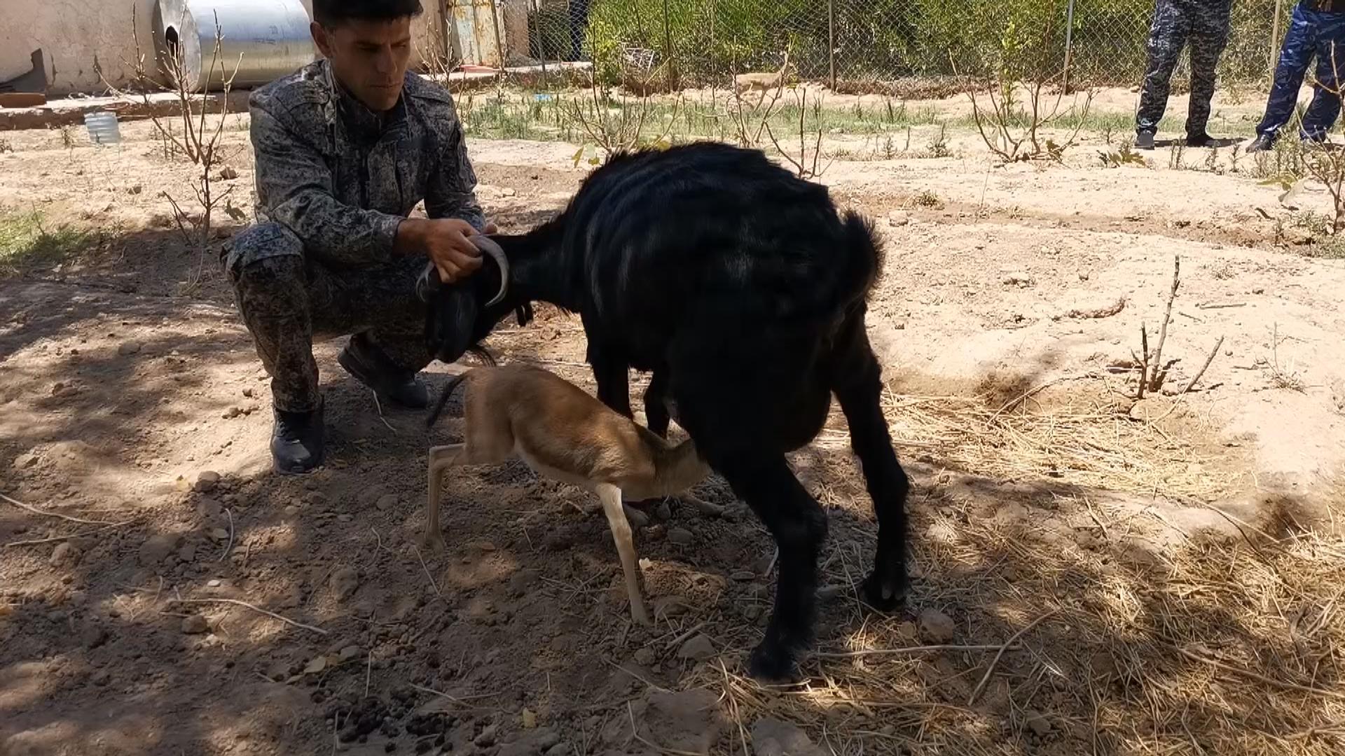 پۆلیسی دارستانی كفری دوو بێچوە ئاسك لە مردن رزگار دەكەن