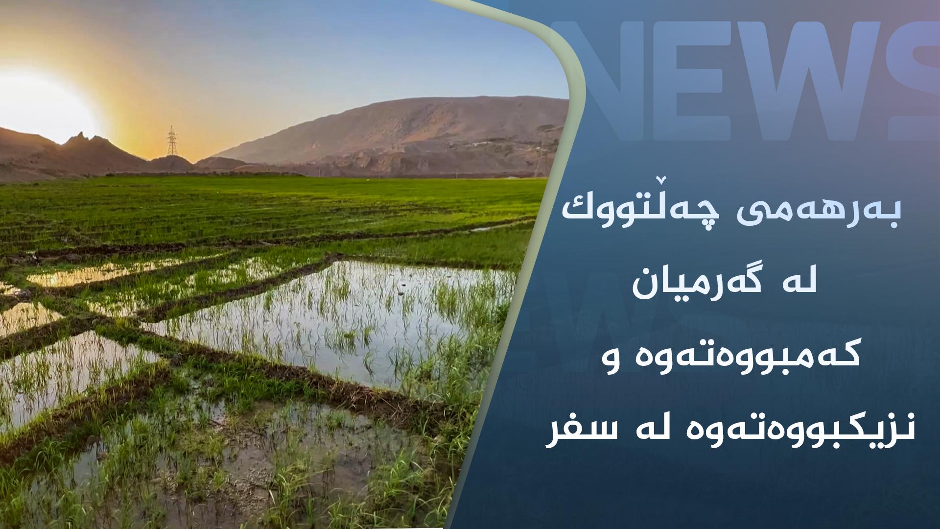 بەرھەمی چەڵتووک لە گەرمیان کەمبووەتەوە و نزیکبووەتەوە لە سفر