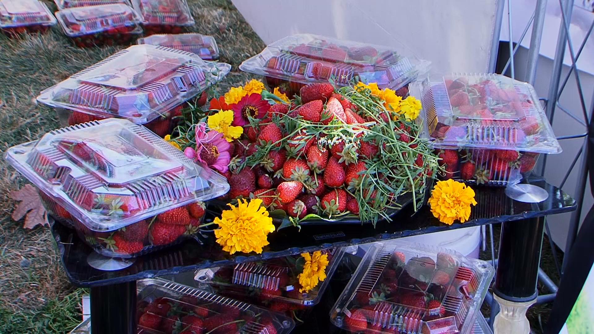 فيستیڤاڵی پاییزی پێنجوێن بۆ بەرهەمە خۆراكییەكان بەڕێوەچوو