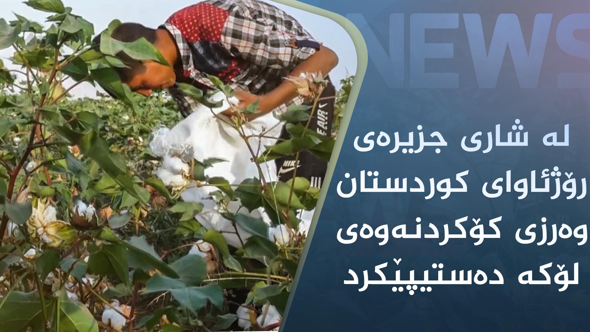 لە شاری جزیرەی رۆژئاوای کوردستان وەرزی کۆکردنەوەی لۆکە دەستیپێکرد