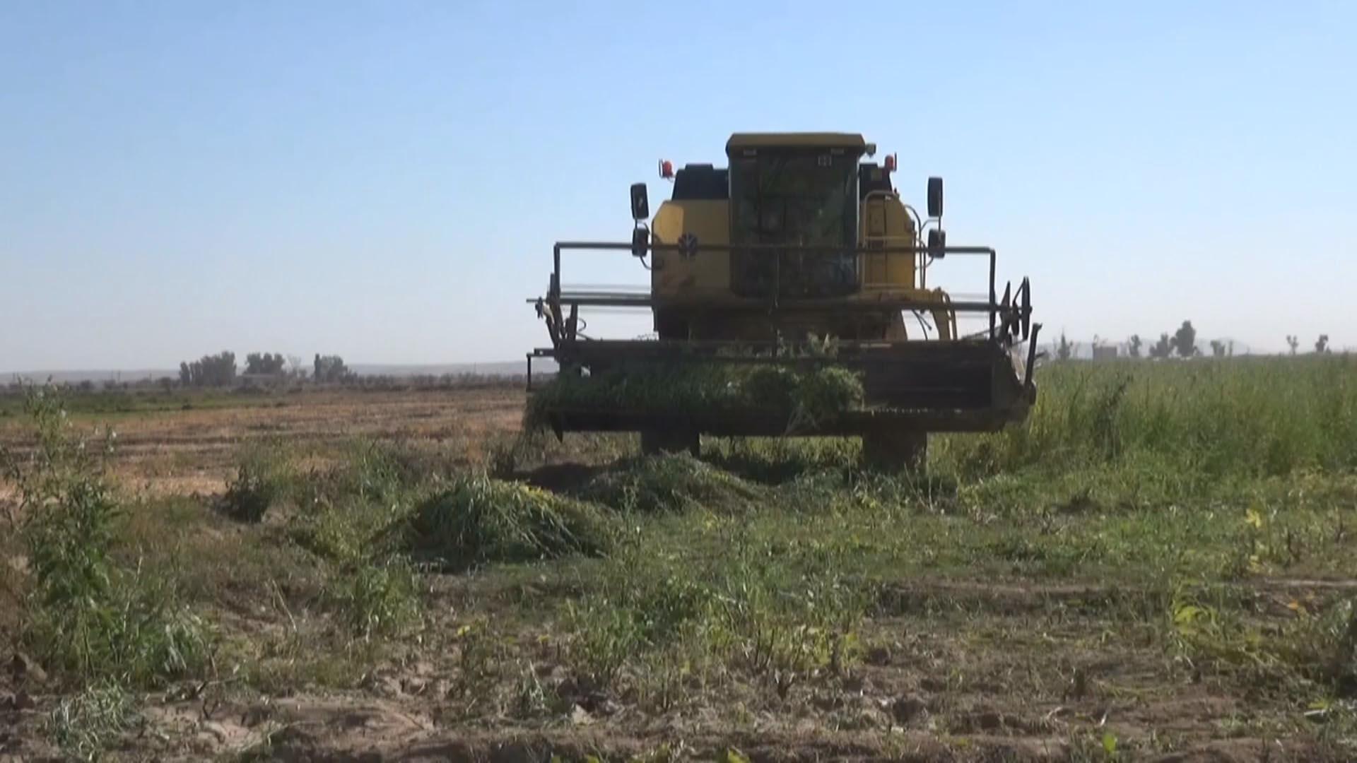 لە خورماتوو بۆ یەكەمجار كونجی بە ئامێری دەڕاسە دەروێنە دەكرێت