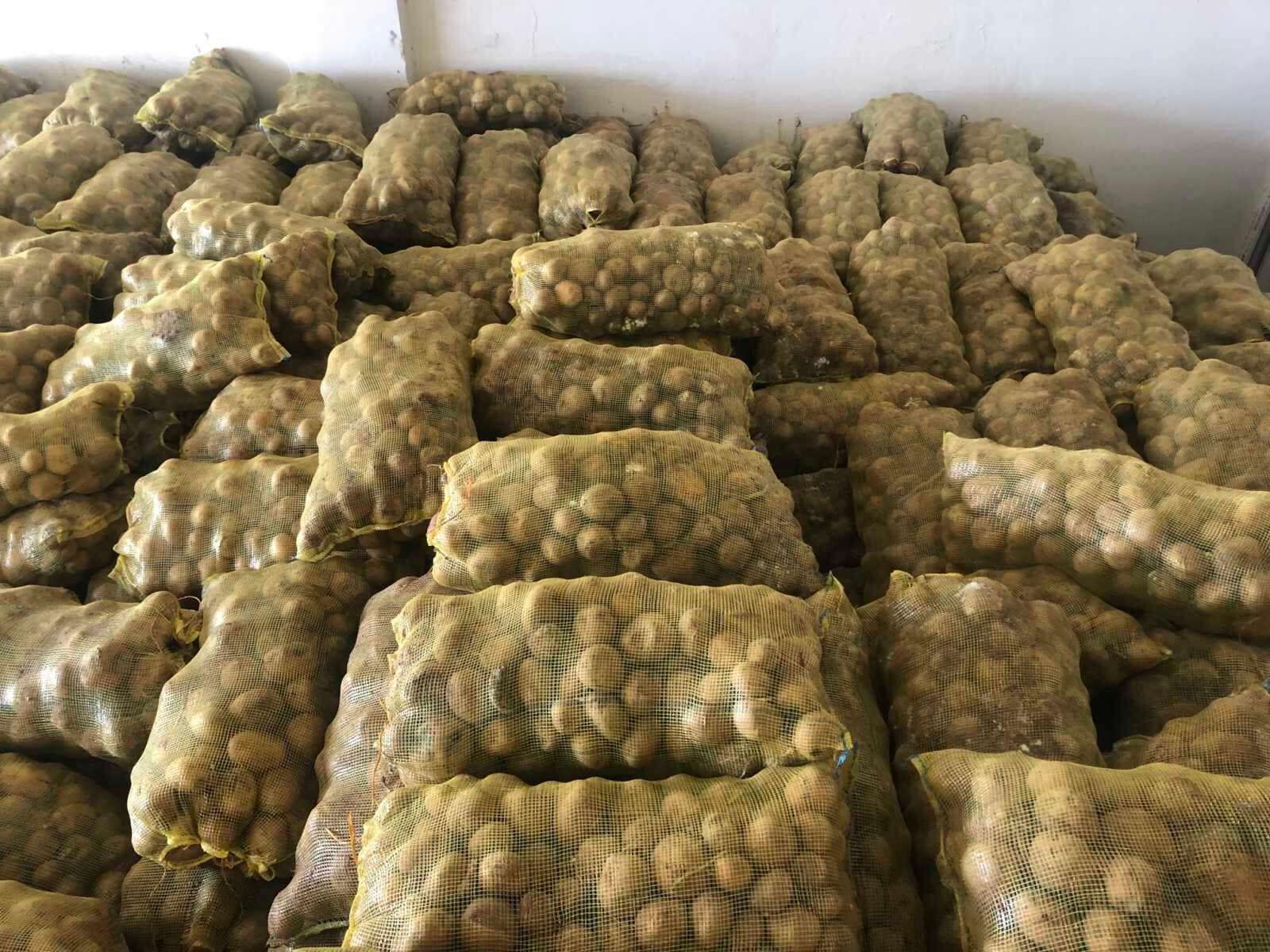 دەستبەسەر ٧٥ تۆن پەتاتەی خراپ بوودا دەگیرێت