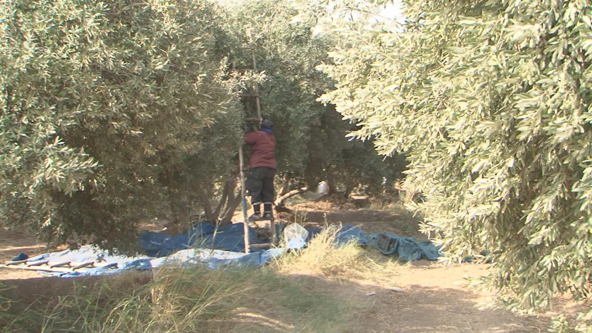 لە پارێزگای نەینەوا بەرھەمی کشتوکاڵی ٤٠٪ کەمیکردووە