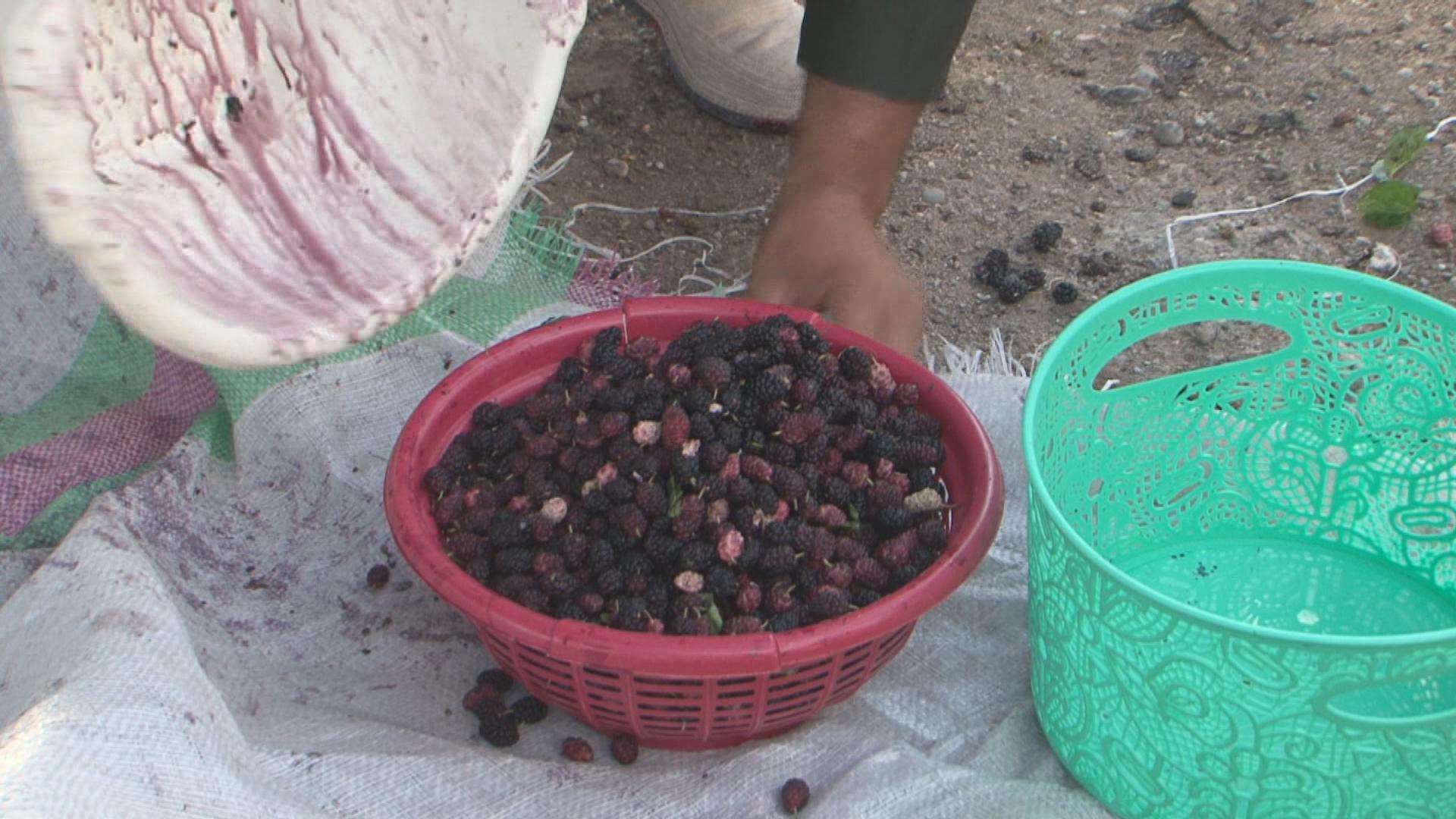 وەرزی پێگەیشتنی توو لە ھەرێمی کوردستان دەستیپێکردووە