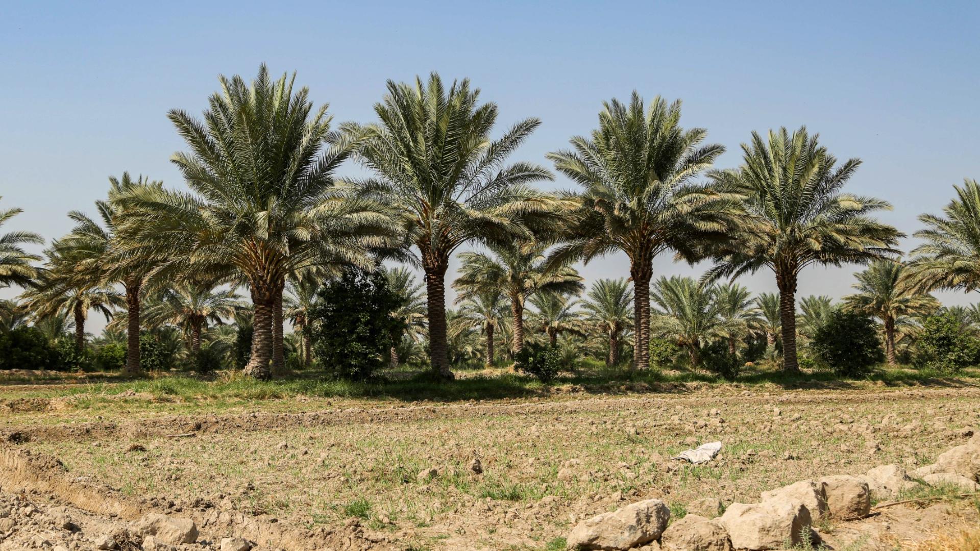 لە بەسڕە ٣٠ ھەزار دارخورما لەناوچوون