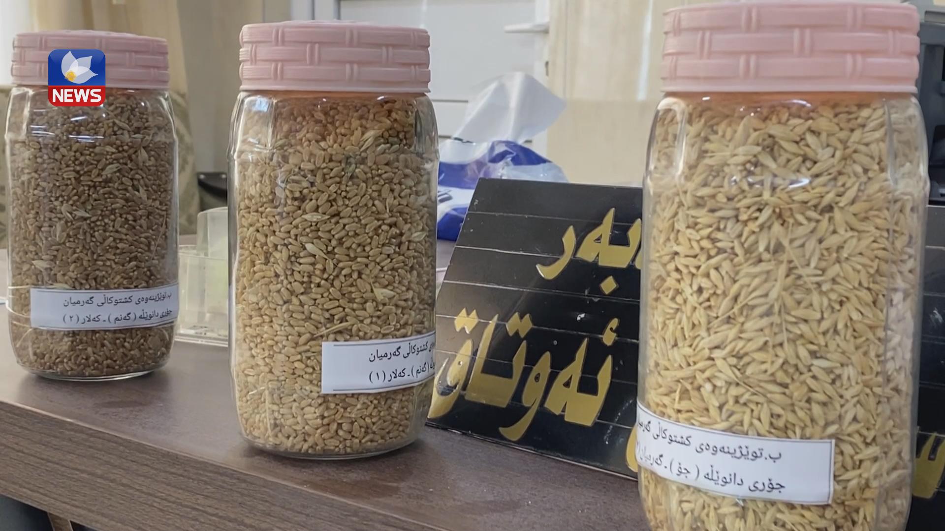 کشتوکاڵی گەرمیان خاوەن باشترین جۆری دانەوێڵەیە