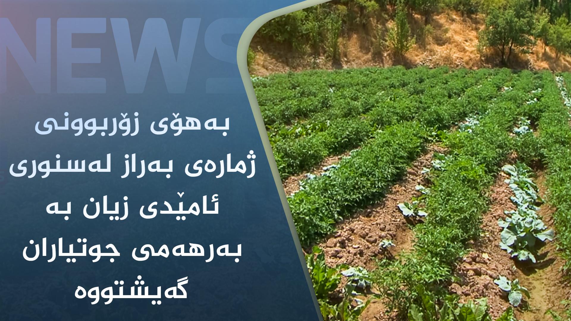 بەھۆی زۆربوونی ژمارەی بەراز لەسنوری ئامێدی زیان بە بەرھەمی جوتیاران گەیشتووە 