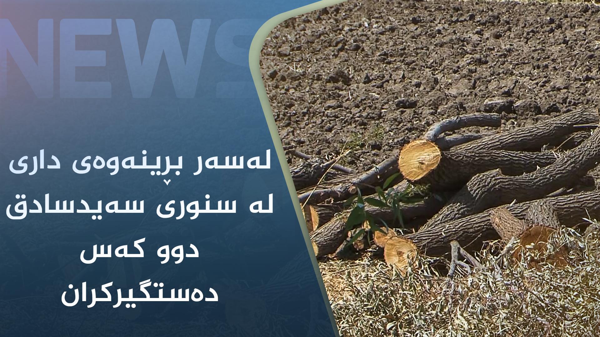 لەسەر بڕینەوەی دار لە سنوری سەیدسادق دوو کەس دەستگیرکران