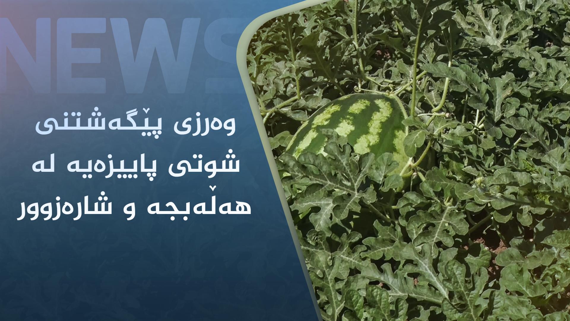 وەرزی پێگەشتنی شوتی پاییزەیە لە ھەڵەبجە و شارەزوور