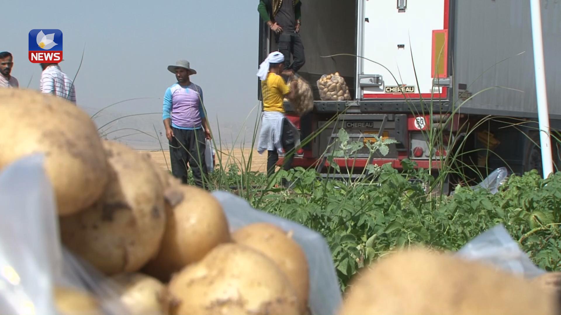 بەردەڕەش گەورەترین دەشتی بەرهەمهێنانی پەتاتەیە لە هەرێمی كوردستان