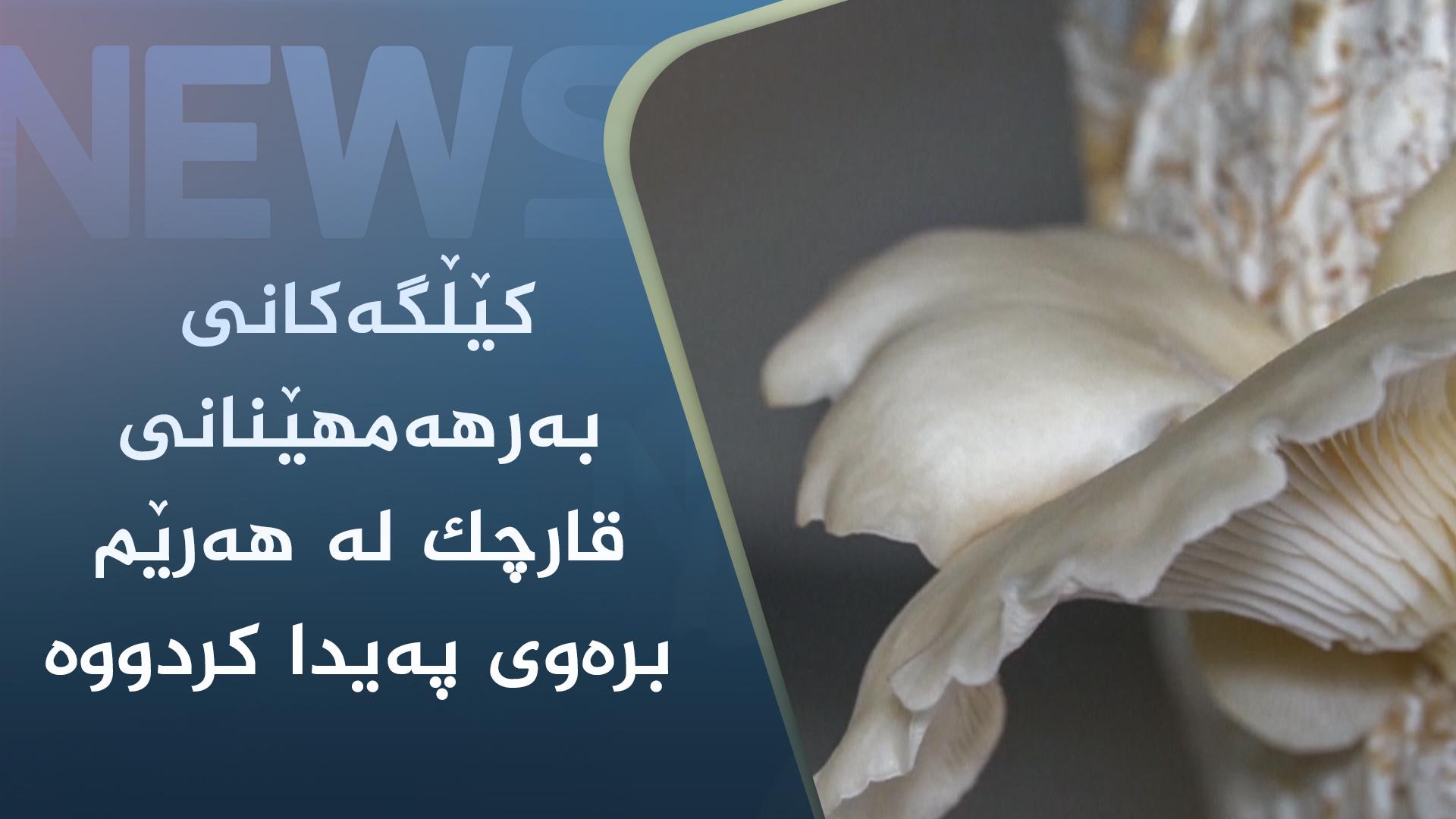 کێڵگەکانی بەرھەمھێنانی قارچک لە ھەرێم برەوی پەیدا کردووە