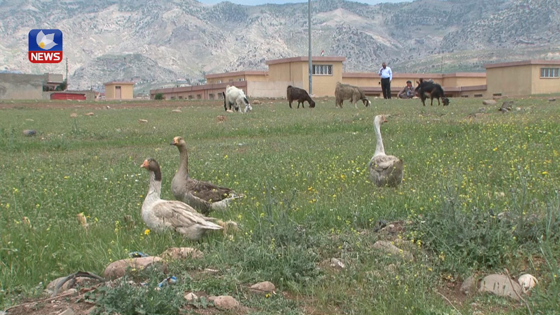 دیاردەی بەخێوکردنی مەڕوماڵات لە سەنتەری قەزای ئاکرێ زیادی کردووە