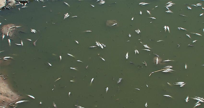 ھەزاران ماسی لە روبارێکی ئاکرێ لە ناوچوون