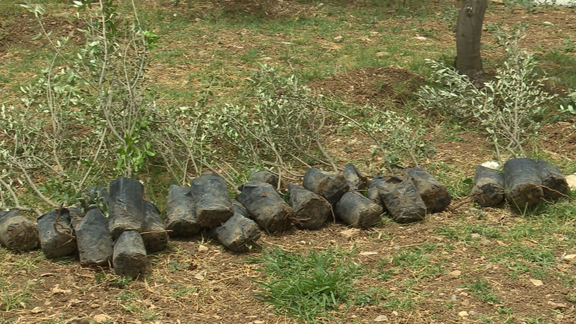 لە هەڵمەتێکدا لە سلێمانی زیاتر لە 200 نەمام چێندرا