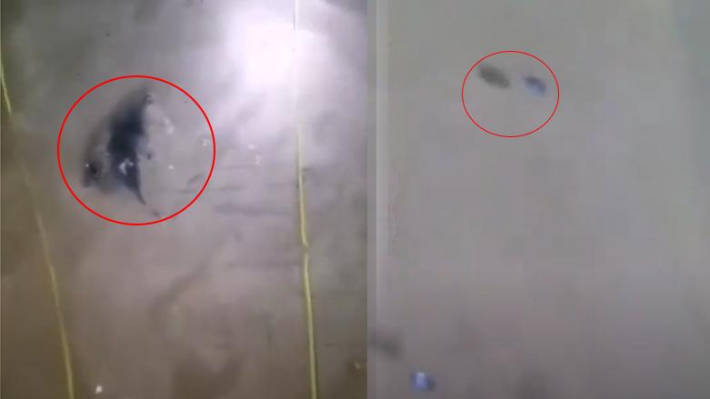 بەرێوەبەرایەتی ئاوی سلێمانی لەبارەی بڵاوبوونەوەی ڤیدیۆیەک روونکردنەوە دەدات