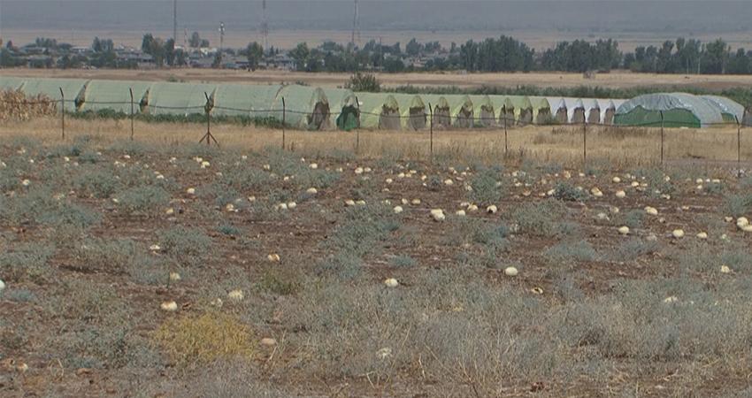 نەخۆشی نیوەی بەرھەمی شوتی جوتیاران لە ھەڵەبجە لەناودەبات