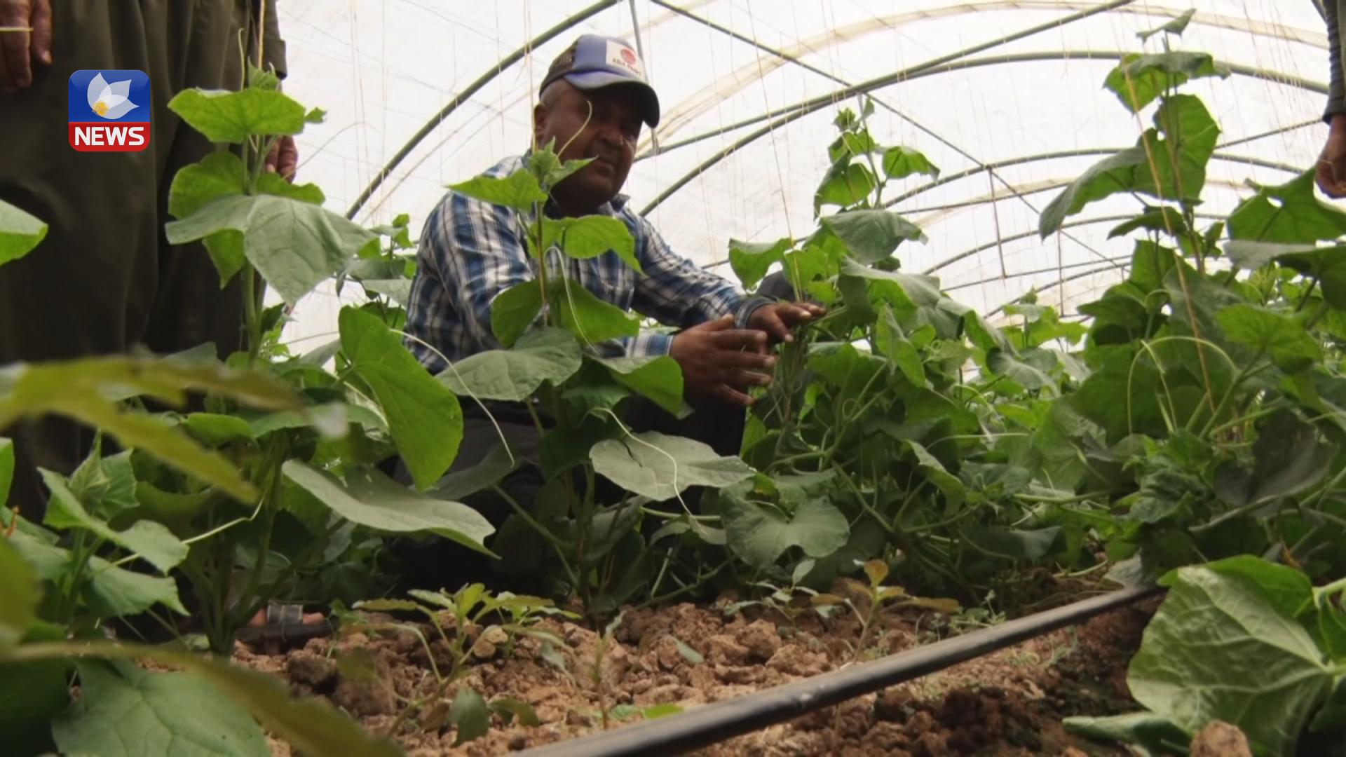 تۆوی ساختەی خەیار لە وڵاتێکی دراوسێ ھاوردەی ھەرێم کراوە