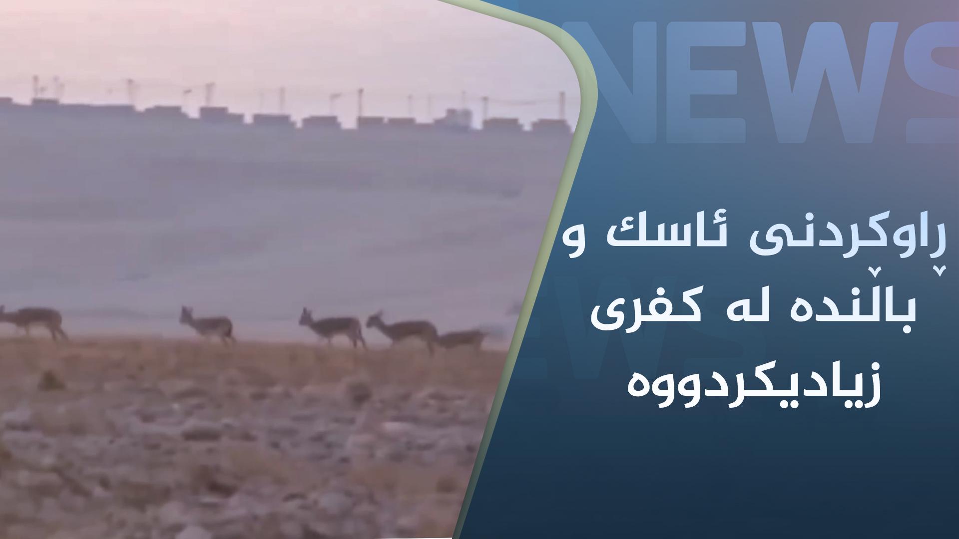 ڕاوکردنی ئاسک و باڵندە لە کفری زیادیکردووە