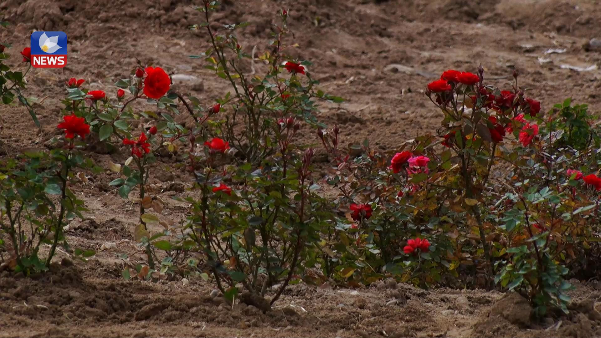 لە گەرمیان زەوی بە ئەو کۆمپانیانە سەوز دەکرێت کە سەرپێچیان کردووە