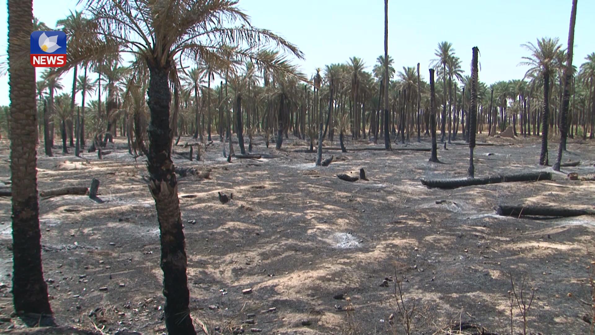 لەمساڵدا 20 دۆنم باخی خانەقین سوتێنراوە