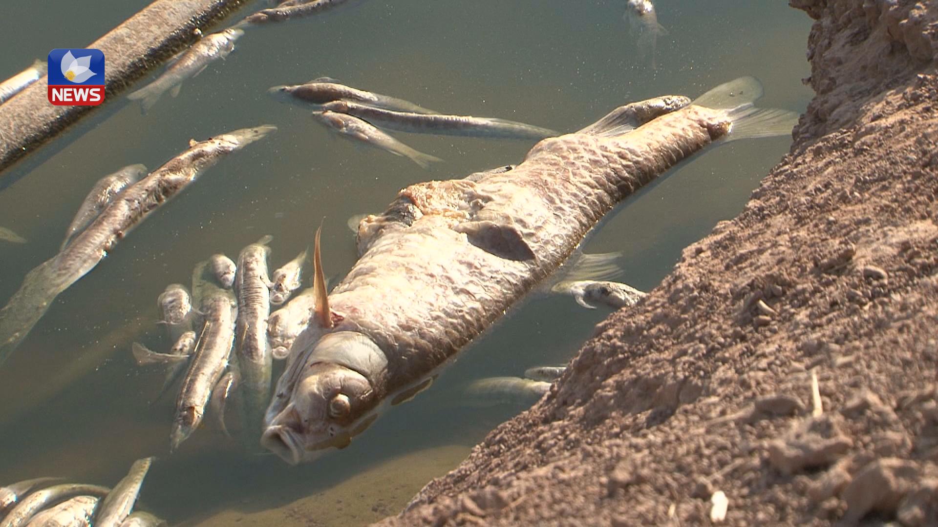 سێ راوچی بە تۆمەتی ژەهراویكردنی ئاوی چەمی رۆخانە دەستگیركران