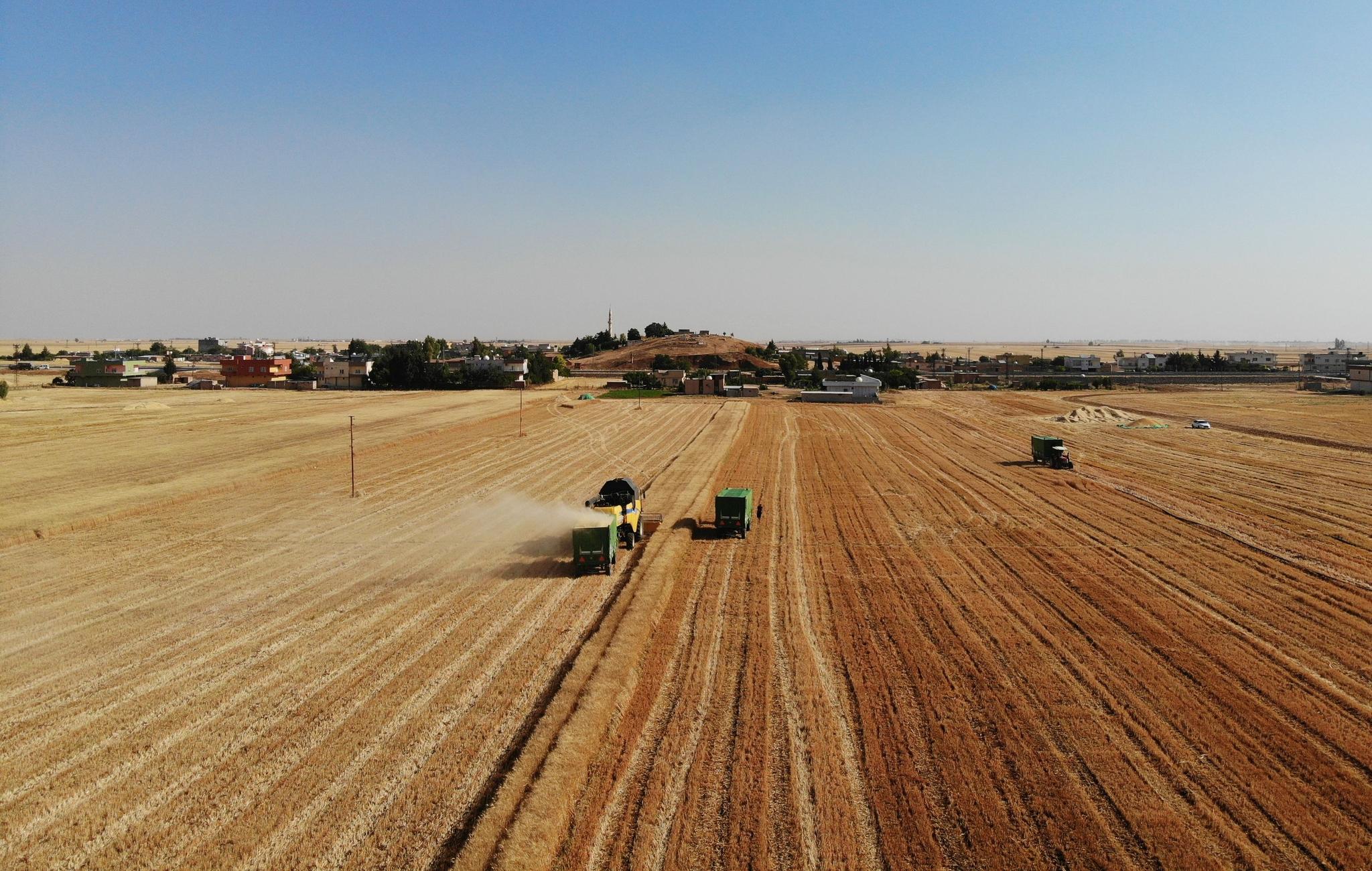 وەزارەتی بازرگانی ئەمساڵ سەرجەم بەرھەمی گەنمی ناوخۆ وەردەگیرێتەوە