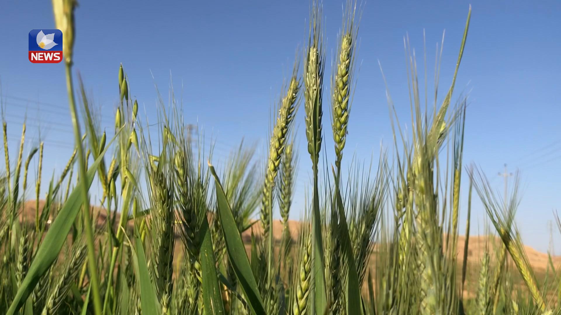 وەزارەتی کشتوکاڵی ھەرێم بۆ ڕووبەڕووبوونەوەی وشکەساڵی چەند بڕیارێکی دەرکرد