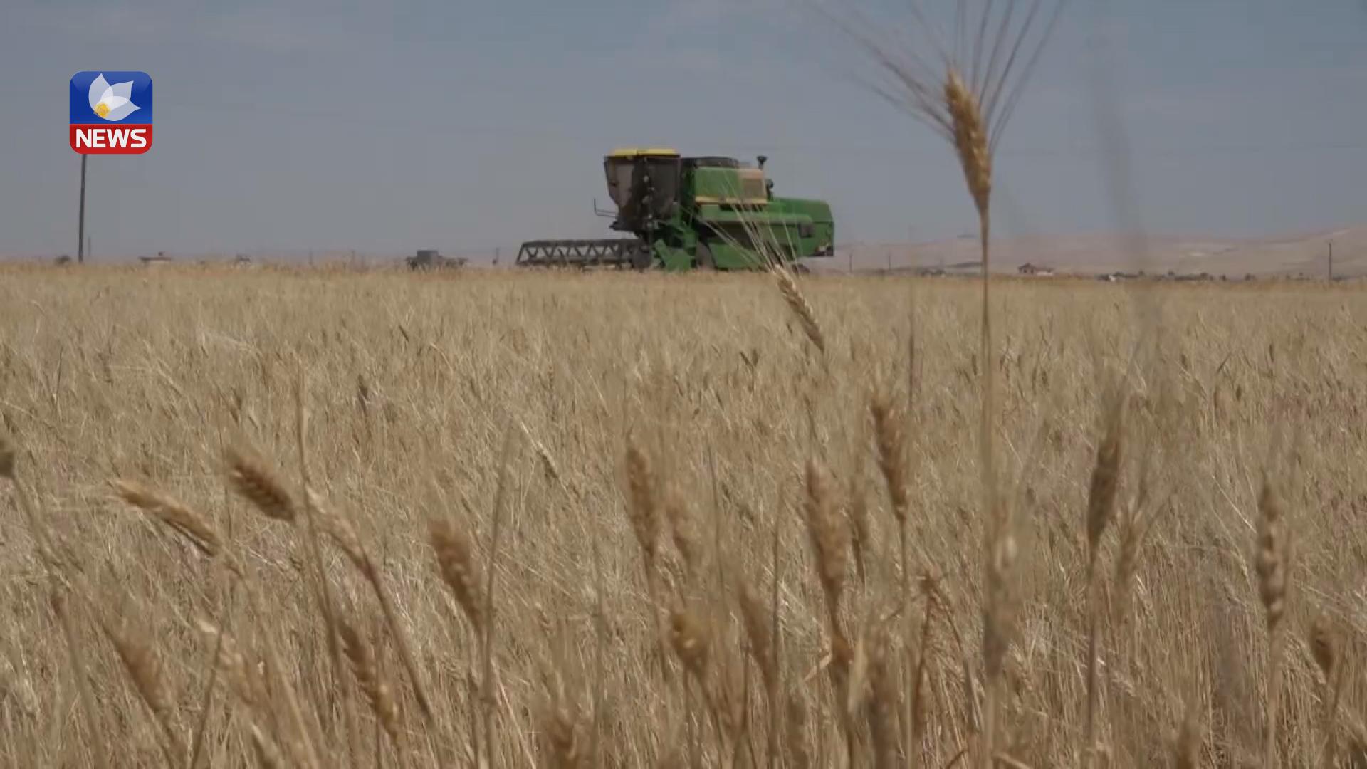 وەرزی دروێنەی گەنم لە ڕۆژئاڤای کوردستان دەستیپێکردووە