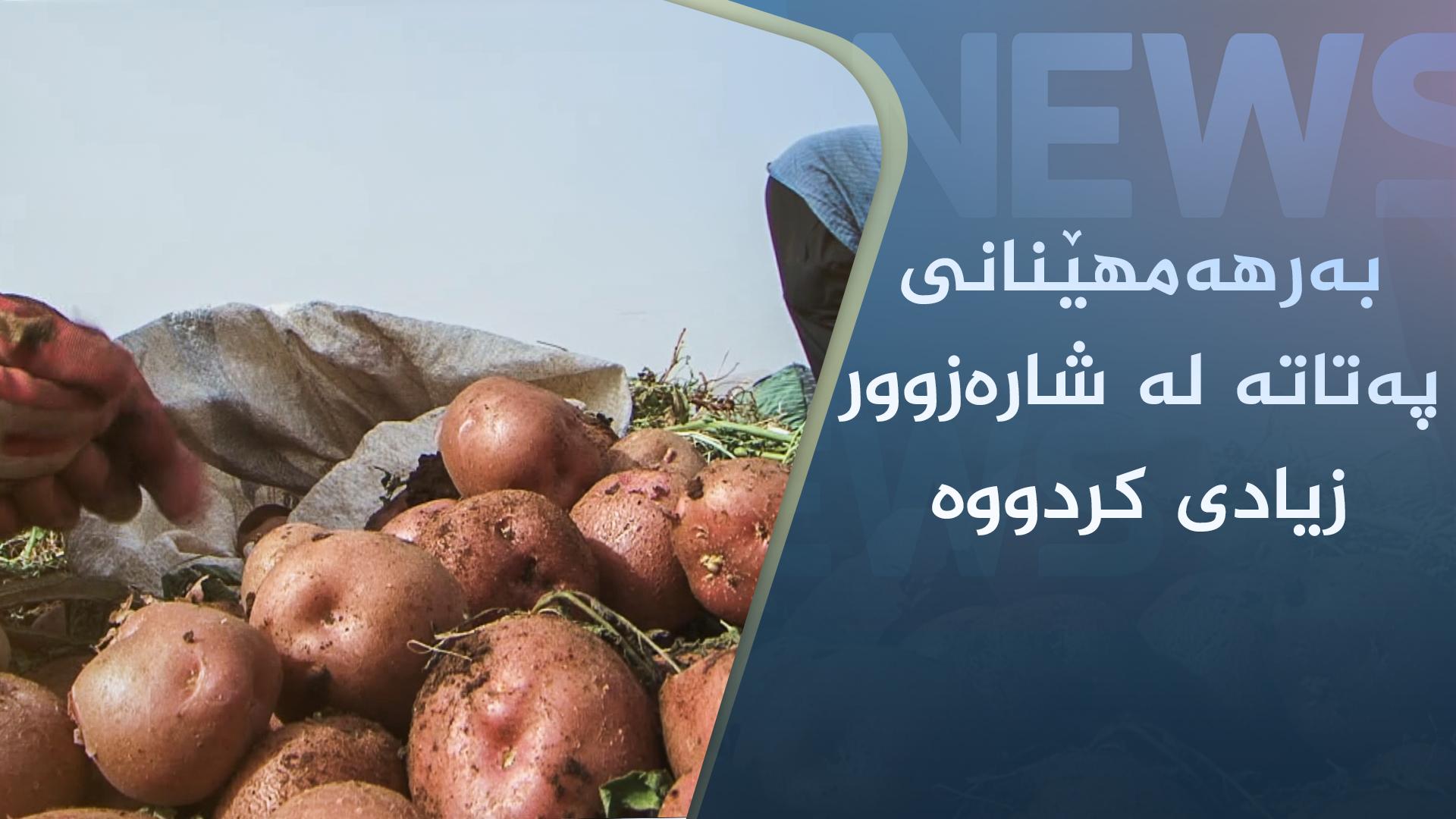 بەرھەمھێنانی پەتاتە لە شارەزوور زیادی کردووە