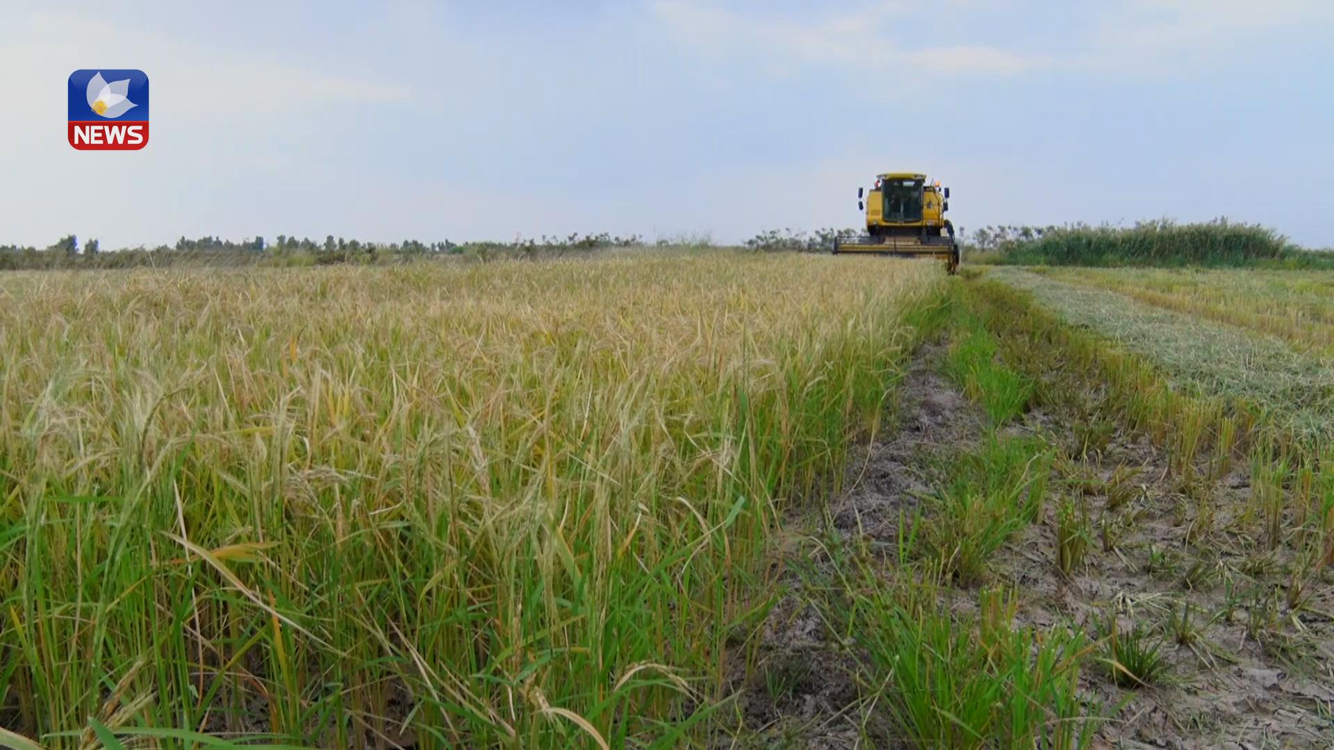 دروێنەی چەڵتوک لە گەرمیان دەستیپێکردووە