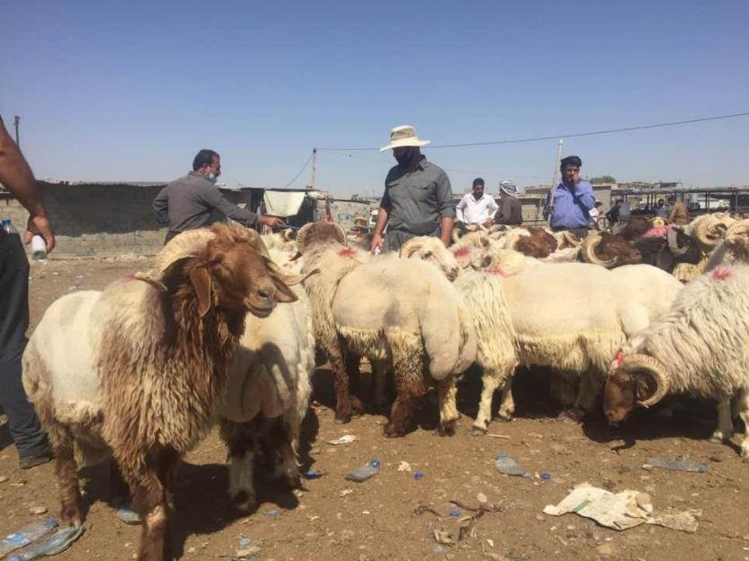 وەزارەتی کشتوکاڵ چەند رێکارێک بۆ رێگریکردن لە تای خوێنبەربوون دەگرێتەبەر