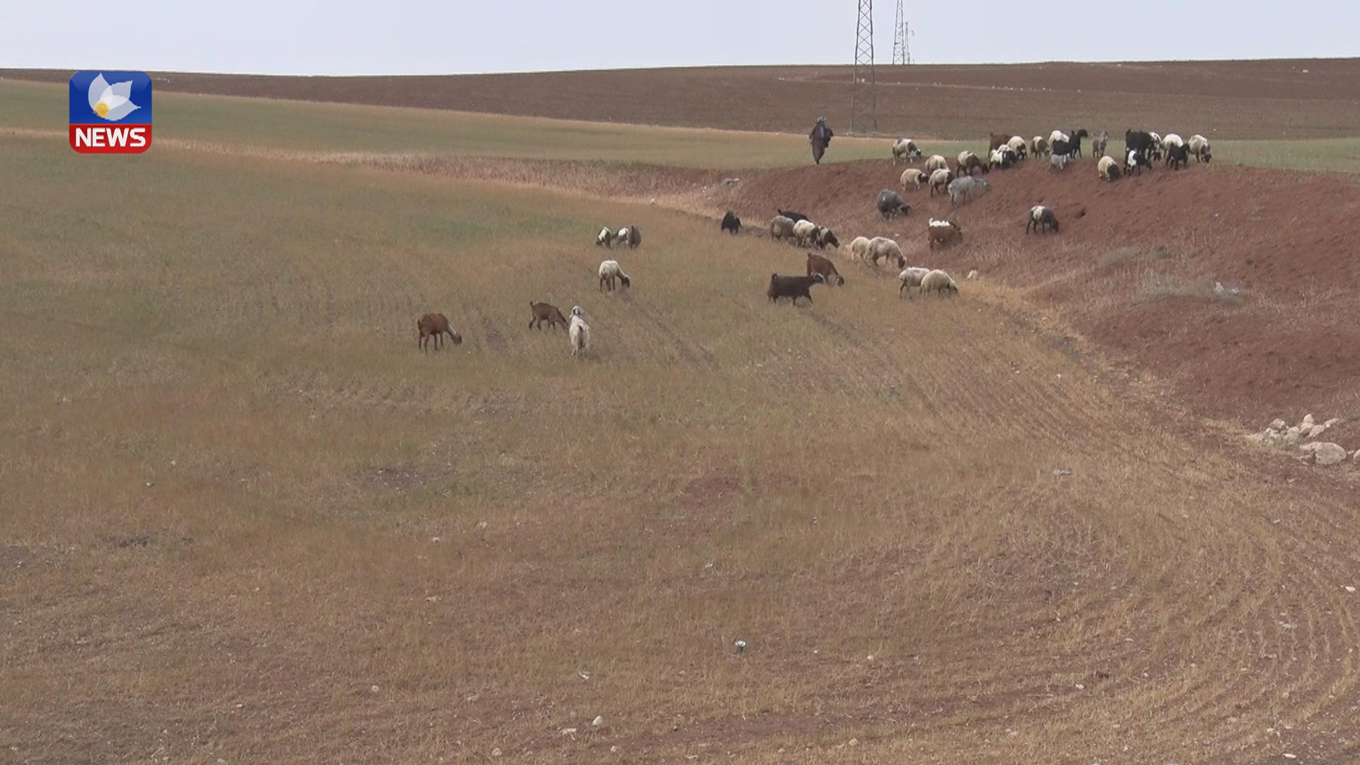 مەترسی لەسەر ٩٥% بەرھەمی گەنمی جوتیارانی دھۆک دروست بووە