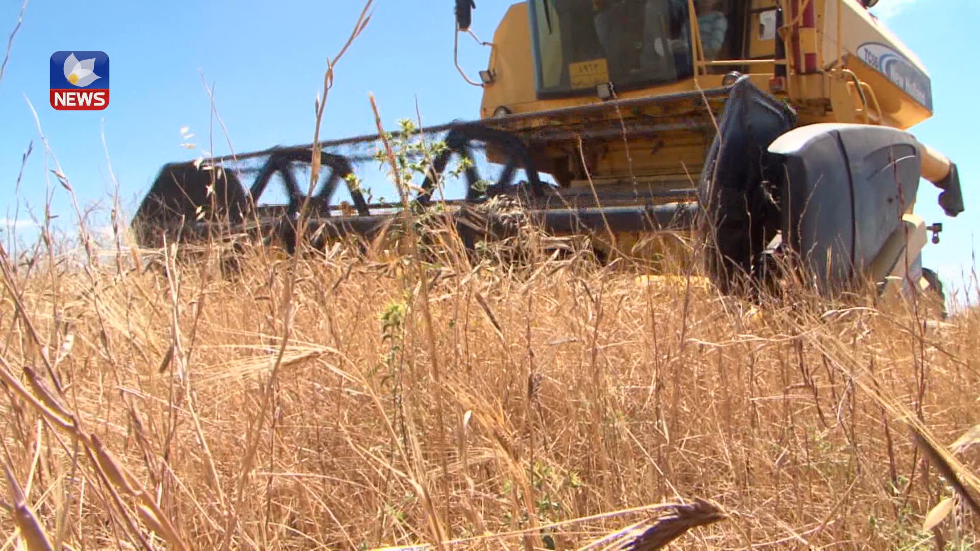 لەکەرکوک بەرھەمی گەنمی ئەمساڵ دەگاتە ٢٥٠ ھەزار تۆن