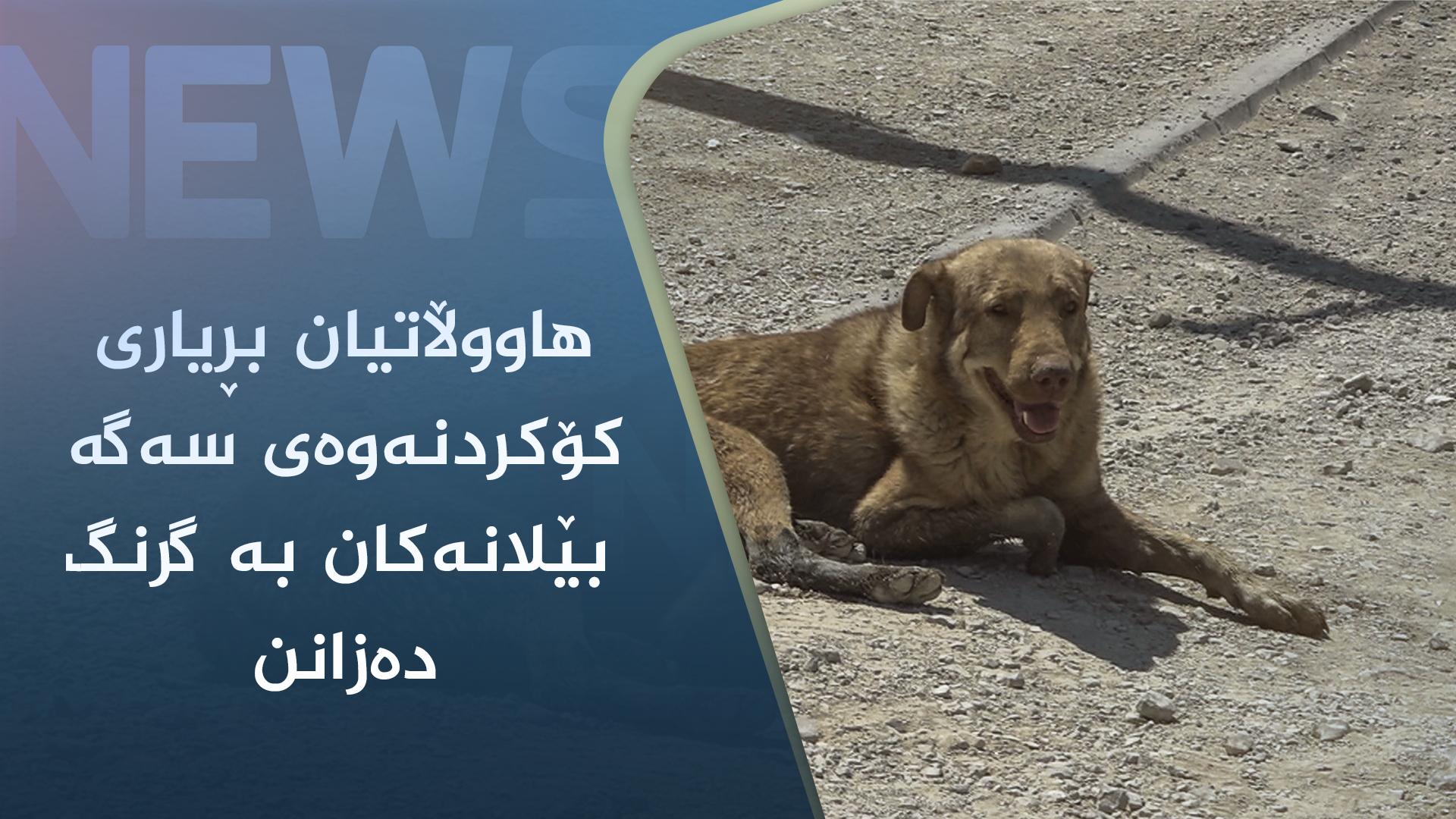 رێکخراوە ئاژەڵ دۆستەکان دژی کردنەوەی پەناگەن بۆ کۆکردنەوەی سەگی بێلانە